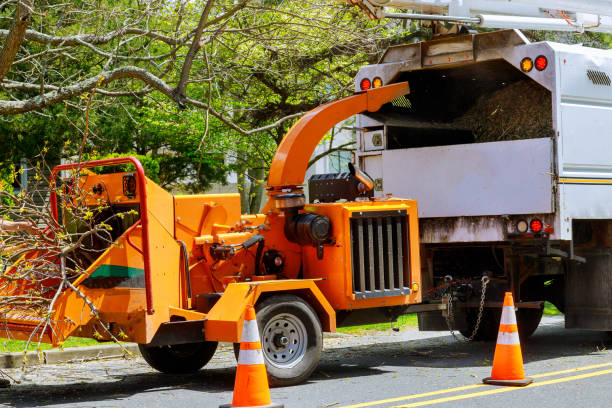 Best Hazardous Tree Removal  in Pinecrest, FL